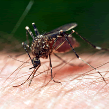 Mosquito Control