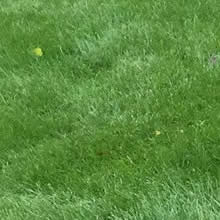Lawn Treatment