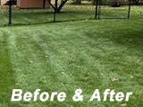 Lawn Care Treatment